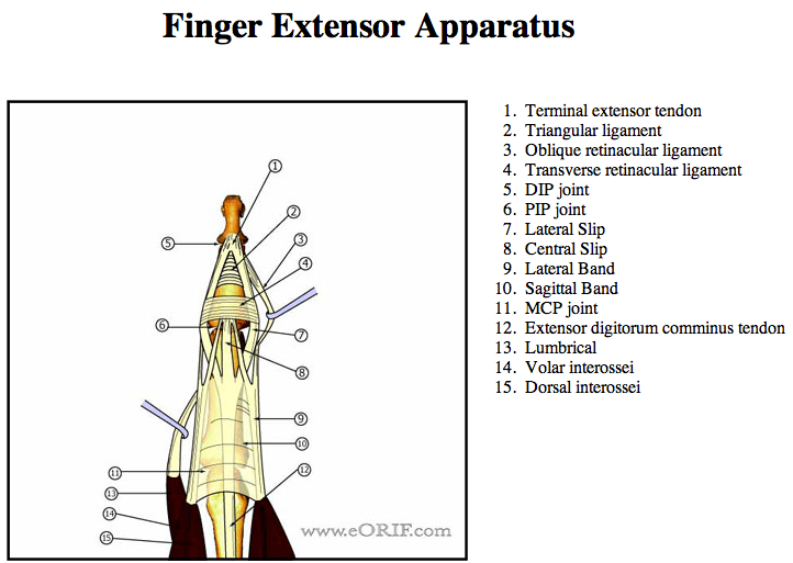Distal Phalanx Fracture S62.523A 816.02 eORIF
